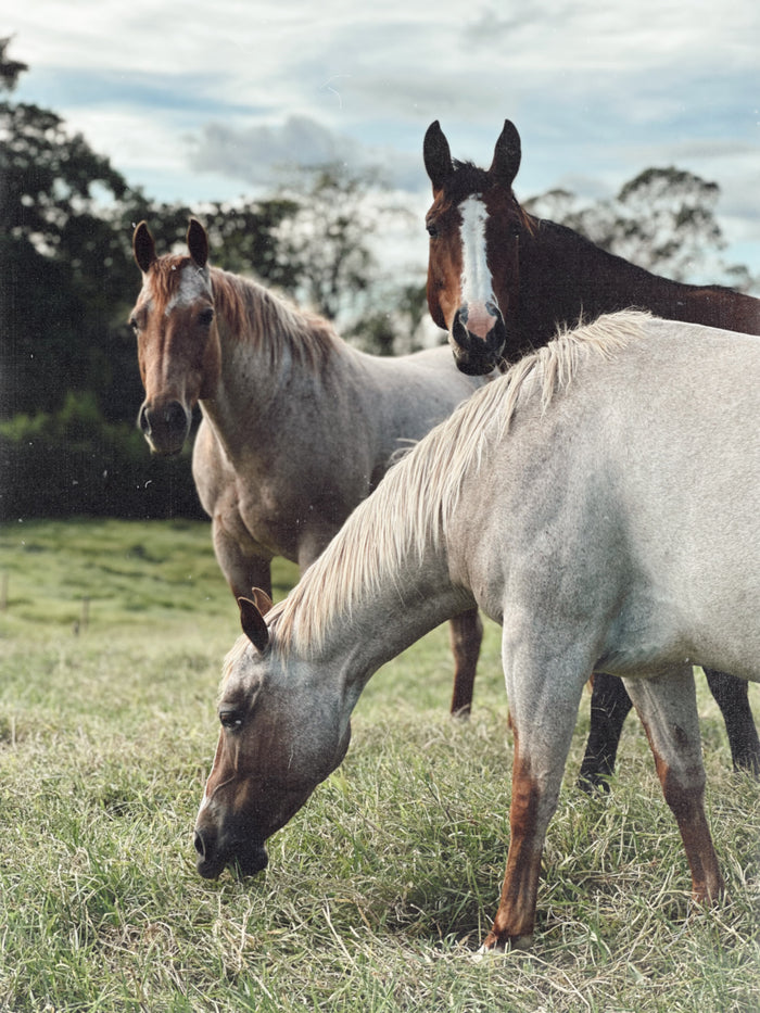 EQUINE LIFE / MUNDO ECUESTRE
