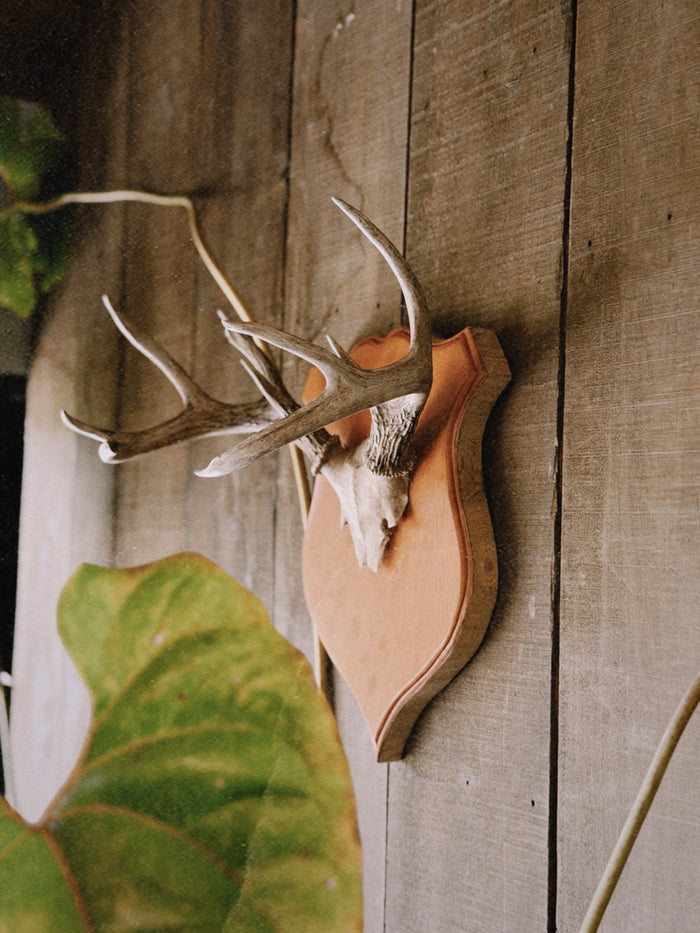 Deer Spirit / Escudos de Venado