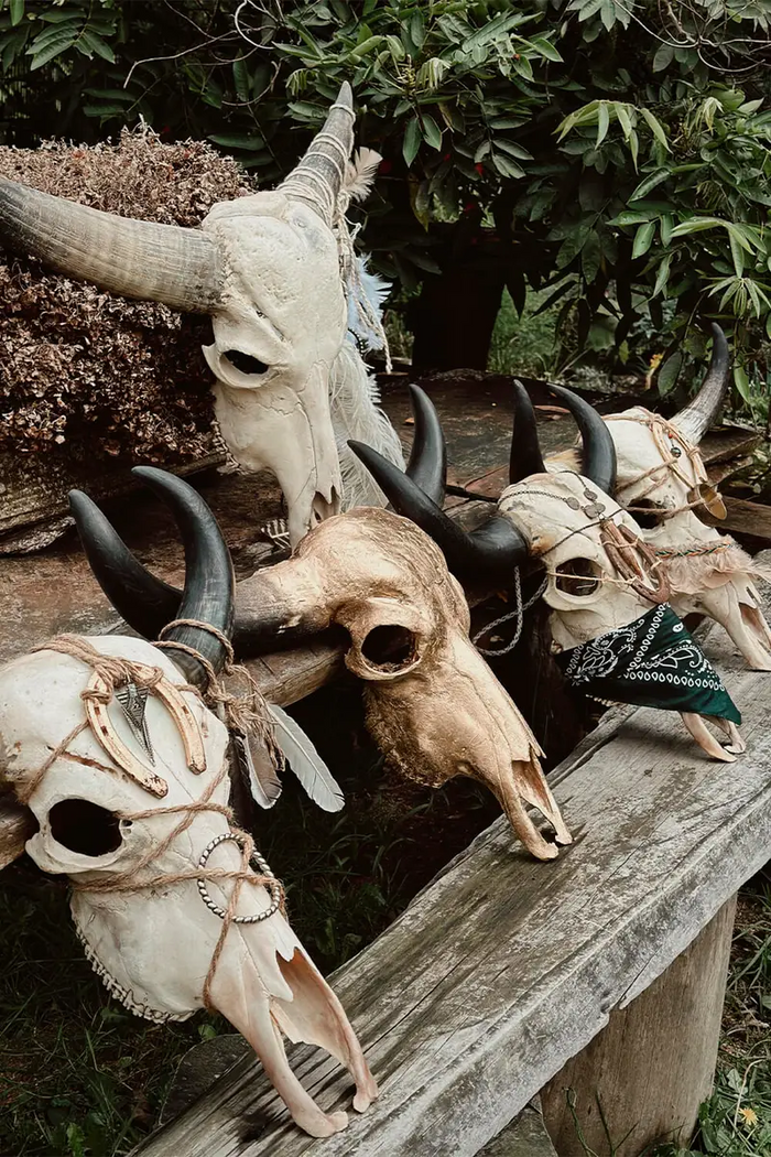 Skull Art / Cráneos